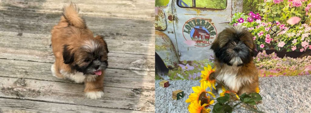 Country Bumpkins Shihtzus Banner