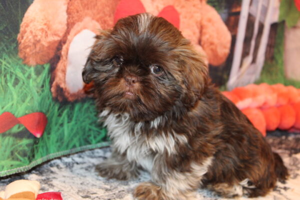 Country Bumpkin Shih Tzu Puppy